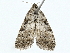  ( - BIOUG98637-D04)  @11 [ ] CreativeCommons - Attribution (2023) CBG Photography Group Centre for Biodiversity Genomics