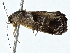  ( - BIOUG98669-A08)  @11 [ ] CreativeCommons - Attribution (2023) CBG Photography Group Centre for Biodiversity Genomics