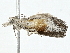  ( - BIOUG98669-B03)  @11 [ ] CreativeCommons - Attribution (2023) CBG Photography Group Centre for Biodiversity Genomics