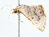  ( - BIOUG98669-C04)  @11 [ ] CreativeCommons - Attribution (2023) CBG Photography Group Centre for Biodiversity Genomics