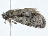  ( - BIOUG98670-B11)  @11 [ ] CreativeCommons - Attribution (2023) CBG Photography Group Centre for Biodiversity Genomics