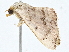  ( - BIOUG98670-D09)  @11 [ ] CreativeCommons - Attribution (2023) CBG Photography Group Centre for Biodiversity Genomics