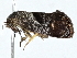  ( - BIOUG98673-D08)  @11 [ ] CreativeCommons - Attribution (2023) CBG Photography Group Centre for Biodiversity Genomics