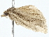  ( - BIOUG98674-A04)  @11 [ ] CreativeCommons - Attribution (2023) CBG Photography Group Centre for Biodiversity Genomics