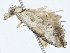 ( - BIOUG98674-A11)  @11 [ ] CreativeCommons - Attribution (2023) CBG Photography Group Centre for Biodiversity Genomics