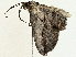  ( - BIOUG98675-A01)  @11 [ ] CreativeCommons - Attribution (2023) CBG Photography Group Centre for Biodiversity Genomics