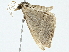  ( - BIOUG98675-D11)  @11 [ ] CreativeCommons - Attribution (2023) CBG Photography Group Centre for Biodiversity Genomics