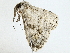  ( - BIOUG98675-G07)  @11 [ ] CreativeCommons - Attribution (2023) CBG Photography Group Centre for Biodiversity Genomics