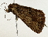  ( - BIOUG98675-H01)  @11 [ ] CreativeCommons - Attribution (2023) CBG Photography Group Centre for Biodiversity Genomics
