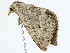 ( - BIOUG98677-F04)  @11 [ ] CreativeCommons - Attribution (2023) CBG Photography Group Centre for Biodiversity Genomics