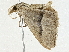  ( - BIOUG98717-G01)  @11 [ ] CreativeCommons - Attribution (2023) CBG Photography Group Centre for Biodiversity Genomics