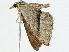  ( - BIOUG98717-G02)  @11 [ ] CreativeCommons - Attribution (2023) CBG Photography Group Centre for Biodiversity Genomics