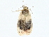  ( - BIOUG98718-E06)  @11 [ ] CreativeCommons - Attribution (2023) CBG Photography Group Centre for Biodiversity Genomics