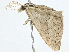  ( - BIOUG98718-G07)  @11 [ ] CreativeCommons - Attribution (2023) CBG Photography Group Centre for Biodiversity Genomics