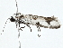  ( - BIOUG98719-D03)  @11 [ ] CreativeCommons - Attribution (2023) CBG Photography Group Centre for Biodiversity Genomics