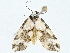  ( - BIOUG98719-D10)  @11 [ ] CreativeCommons - Attribution (2023) CBG Photography Group Centre for Biodiversity Genomics