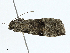  ( - BIOUG98720-C04)  @11 [ ] CreativeCommons - Attribution (2023) CBG Photography Group Centre for Biodiversity Genomics