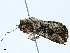  ( - BIOUG99533-F10)  @11 [ ] CreativeCommons - Attribution (2023) CBG Photography Group Centre for Biodiversity Genomics
