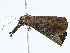  ( - BIOUG99535-F07)  @11 [ ] CreativeCommons - Attribution (2023) CBG Photography Group Centre for Biodiversity Genomics