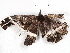  ( - BIOUG99537-A12)  @11 [ ] CreativeCommons - Attribution (2023) CBG Photography Group Centre for Biodiversity Genomics
