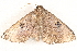  ( - BIOUG99537-D09)  @11 [ ] CreativeCommons - Attribution (2023) CBG Photography Group Centre for Biodiversity Genomics