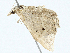  ( - BIOUG99538-E09)  @11 [ ] CreativeCommons - Attribution (2023) CBG Photography Group Centre for Biodiversity Genomics