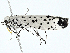  ( - BIOUG99538-H08)  @11 [ ] CreativeCommons - Attribution (2023) CBG Photography Group Centre for Biodiversity Genomics