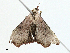  ( - BIOUG99539-C02)  @11 [ ] CreativeCommons - Attribution (2023) CBG Photography Group Centre for Biodiversity Genomics