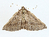  ( - CBG-A00268-D05)  @11 [ ] CreativeCommons - Attribution (2023) CBG Photography Group Centre for Biodiversity Genomics