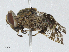  (Euprosopia - CBG-A04547-E11)  @11 [ ] CreativeCommons - Attribution (2023) CBG Photography Group Centre for Biodiversity Genomics
