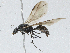  ( - CBG-A04552-F10)  @11 [ ] CreativeCommons - Attribution (2023) CBG Photography Group Centre for Biodiversity Genomics
