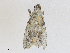  ( - CBG-A28438-E08)  @11 [ ] CreativeCommons - Attribution Share-Alike (2024) CBG Photography Group Centre for Biodiversity Genomics
