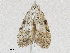  ( - CBG-A28440-F12)  @11 [ ] CreativeCommons - Attribution Share-Alike (2024) CBG Photography Group Centre for Biodiversity Genomics