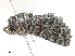  ( - CBG-A28442-G04)  @11 [ ] CreativeCommons - Attribution Share-Alike (2024) CBG Photography Group Centre for Biodiversity Genomics