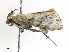  ( - CBG-A28462-A06)  @11 [ ] CreativeCommons - Attribution Share-Alike (2024) CBG Photography Group Centre for Biodiversity Genomics