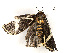  ( - CBG-A28465-B05)  @11 [ ] CreativeCommons - Attribution (2024) CBG Photography Group Centre for Biodiversity Genomics