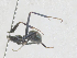  ( - CBG-A27628-B08)  @11 [ ] CreativeCommons - Attribution Share-Alike (2024) CBG Photography Group Centre for Biodiversity Genomics