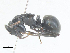  (Polyrhachis phryne - CBG-A27628-H02)  @11 [ ] CreativeCommons - Attribution Share-Alike (2024) CBG Photography Group Centre for Biodiversity Genomics