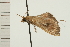  ( - 08-NSWHH-0424)  @11 [ ] CreativeCommons - Attribution (2009) Unspecified Centre for Biodiversity Genomics