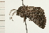  ( - 08-NSWHH-0442)  @12 [ ] CreativeCommons - Attribution (2009) Unspecified Centre for Biodiversity Genomics