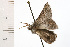  ( - 08-NSWHH-0489)  @13 [ ] CreativeCommons - Attribution (2009) Unspecified Centre for Biodiversity Genomics