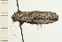  ( - 08-NSWHH-0474)  @13 [ ] CreativeCommons - Attribution (2009) Unspecified Centre for Biodiversity Genomics