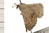 ( - 08-NSWHH-0534)  @12 [ ] CreativeCommons - Attribution (2009) Unspecified Centre for Biodiversity Genomics