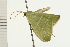  ( - 08-NSWHH-0540)  @13 [ ] CreativeCommons - Attribution (2009) Unspecified Centre for Biodiversity Genomics