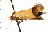  ( - 08-NSWHH-0612)  @13 [ ] CreativeCommons - Attribution (2009) Unspecified Centre for Biodiversity Genomics