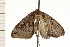  ( - 08-NSWHH-0687)  @14 [ ] CreativeCommons - Attribution (2009) Unspecified Centre for Biodiversity Genomics