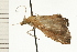  ( - 08-NSWHH-0690)  @11 [ ] CreativeCommons - Attribution (2009) Unspecified Centre for Biodiversity Genomics