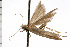  ( - 08-NSWHH-0706)  @12 [ ] CreativeCommons - Attribution (2009) Unspecified Centre for Biodiversity Genomics