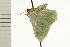  (Chlorocoma cyclosema - 08-NSWHH-0718)  @12 [ ] CreativeCommons - Attribution (2009) Unspecified Centre for Biodiversity Genomics