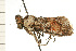  ( - 08-NSWHH-0755)  @13 [ ] CreativeCommons - Attribution (2009) Unspecified Centre for Biodiversity Genomics